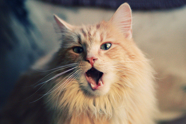 夜战逆转!加克波连珠炮击溃防线,年度焦点之战他一人改写了剧本