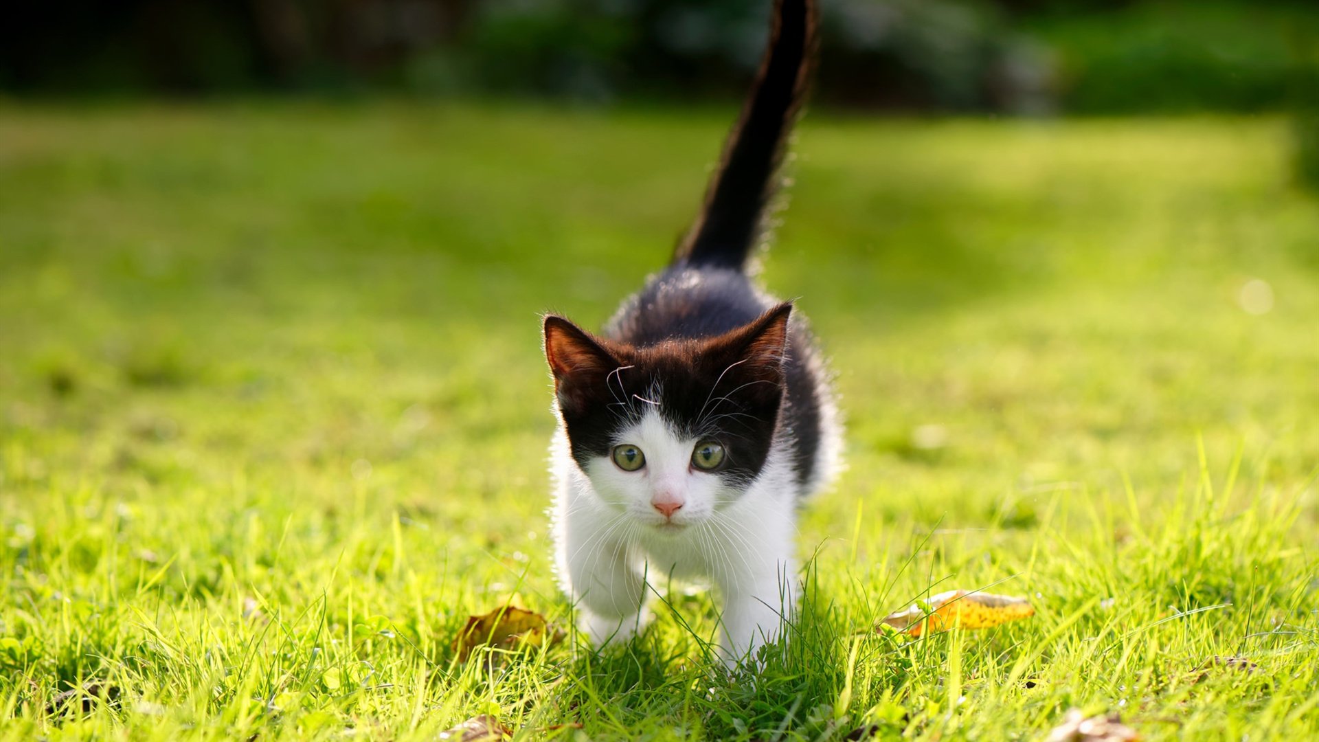 阿坎吉一肩扛起整个爱尔兰！抢七封神夜，他从天而降击碎伊朗的篮球梦