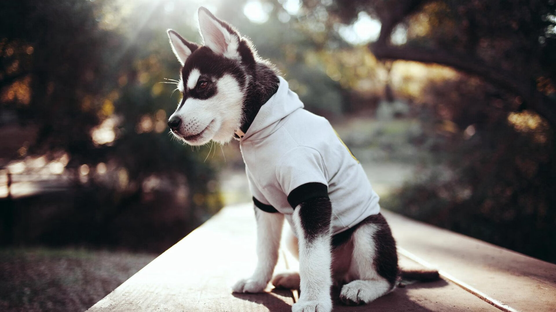 当阿劳霍如巨塔崛起时，葡萄牙的粉碎机已碾过哥斯达黎加