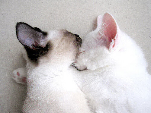 开云-绝境英雄！斯通斯天神下凡补时绝杀，皇家社会惊险撕碎几内亚防线